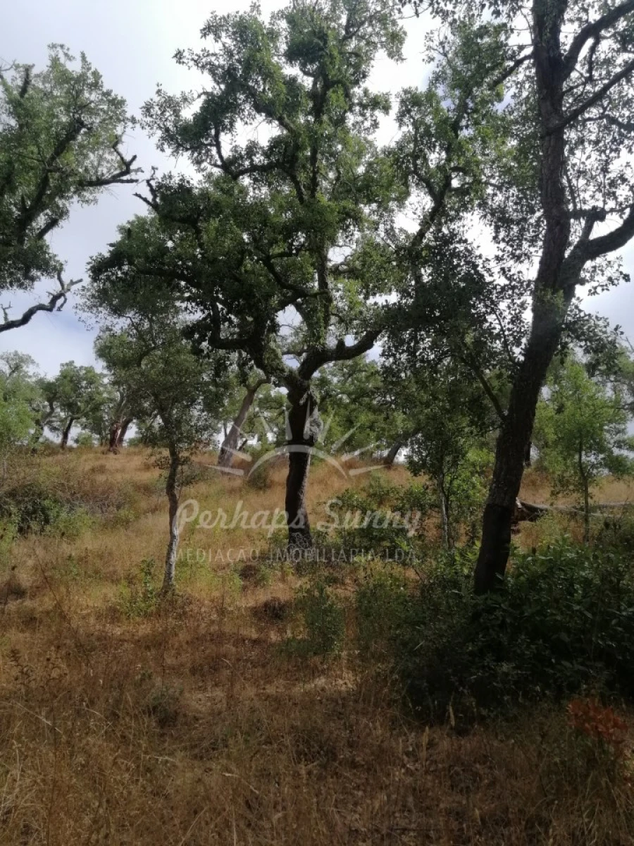Terreno Agricola ou Rústico para Venda em Grândola e Santa Margarida da Serra Foto 6