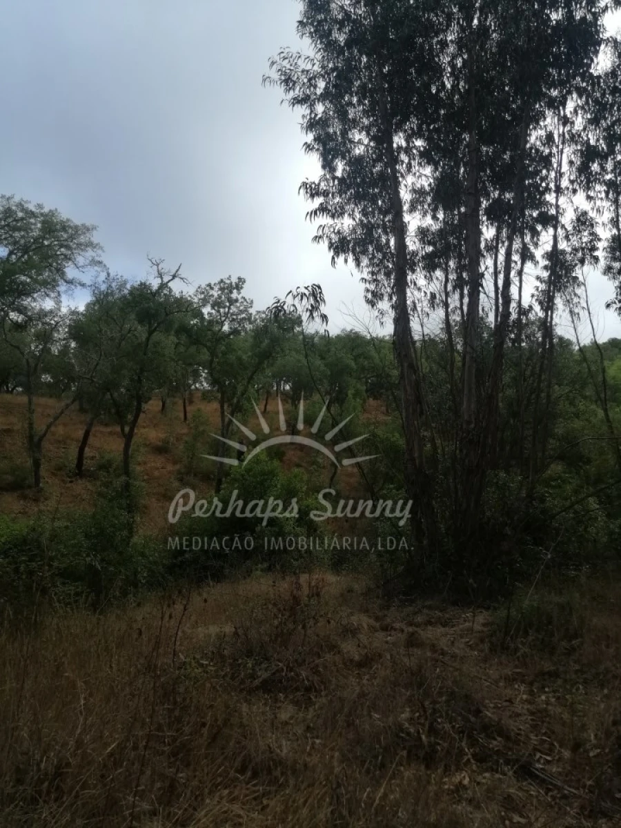 Terreno Agricola ou Rústico para Venda em Grândola e Santa Margarida da Serra Foto 9