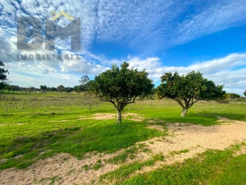 Terreno Agricola ou Rústico para Venda em Escalos de Baixo e Mata