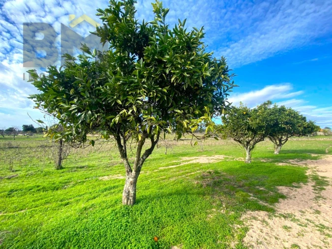 Terreno Agricola ou Rústico para Venda em Escalos de Baixo e Mata Foto 5