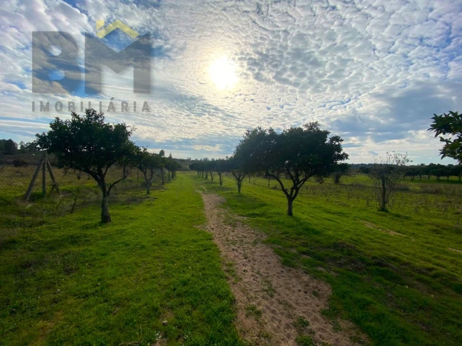 Terreno Agricola ou Rústico para Venda em Escalos de Baixo e Mata Foto 19