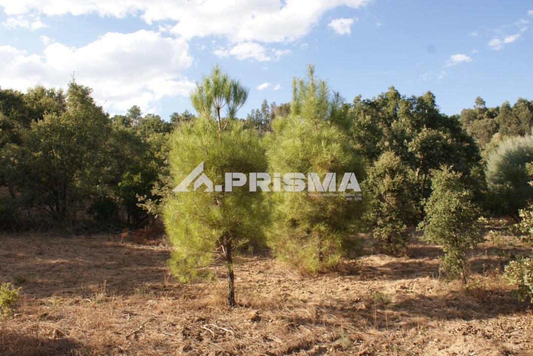 Terreno para Venda em Pero Viseu Foto 2