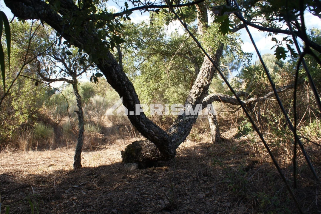 Terreno para Venda em Pero Viseu Foto 11