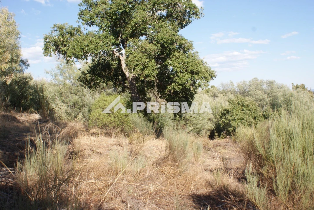 Terreno para Venda em Pero Viseu Foto 3