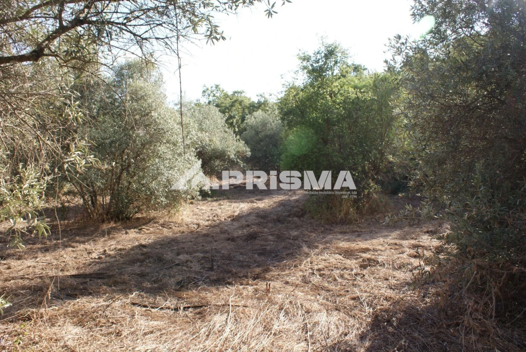 Terreno para Venda em Pero Viseu Foto 32