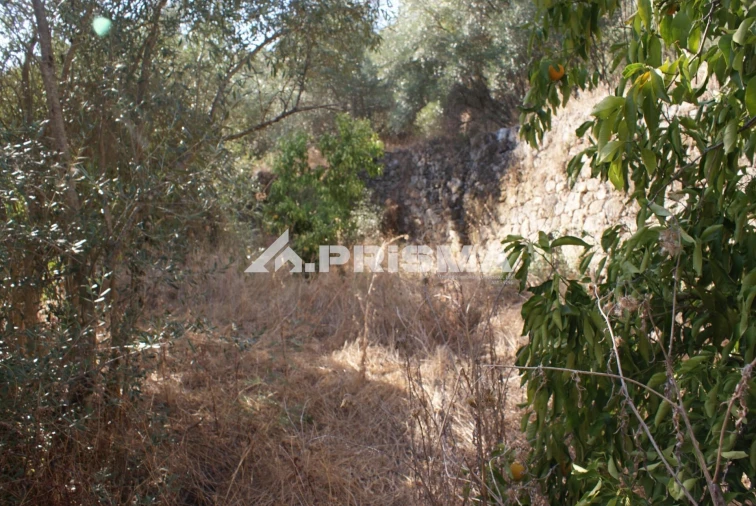 Terreno para Venda em Pero Viseu Foto 29