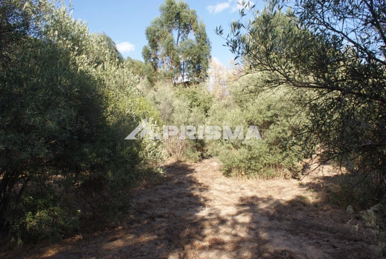 Terreno para Venda em Pero Viseu Foto 34