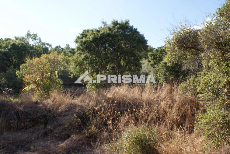 Terreno para Venda em Pero Viseu Foto 13