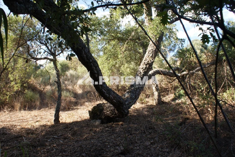 Terreno para Venda em Pero Viseu Foto 11