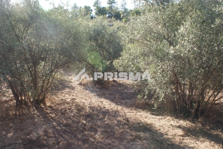 Terreno para Venda em Pero Viseu Foto 31