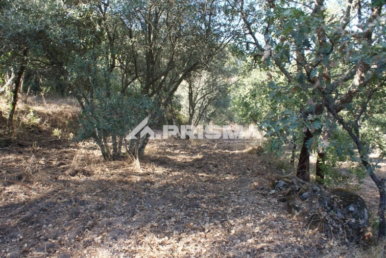 Terreno para Venda em Pero Viseu Foto 38