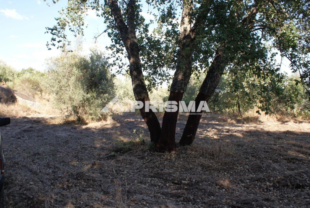 Terreno para Venda em Pero Viseu Foto 9