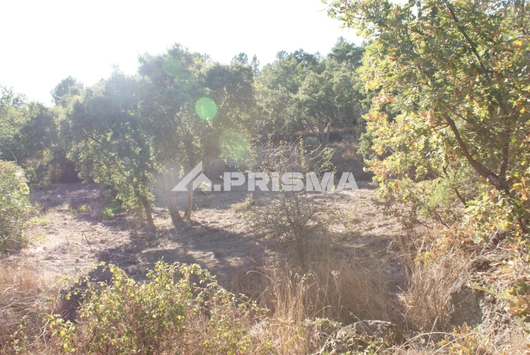 Terreno para Venda em Pero Viseu Foto 14