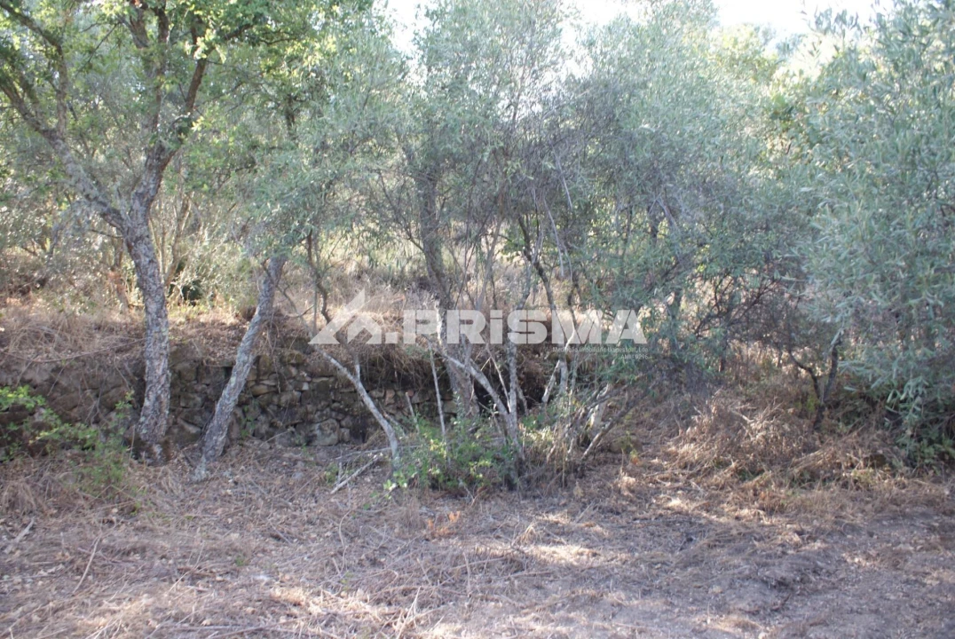 Terreno para Venda em Pero Viseu Foto 33