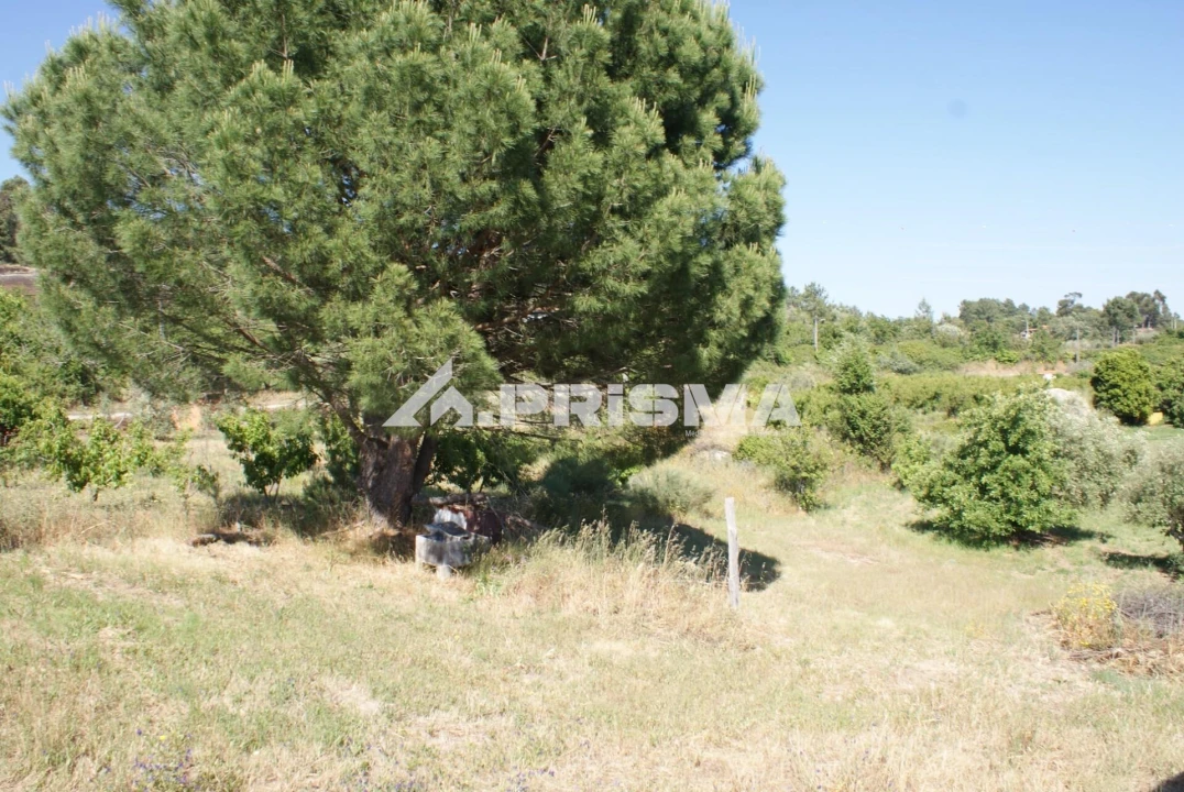 Terreno para Venda em Pero Viseu Foto 6