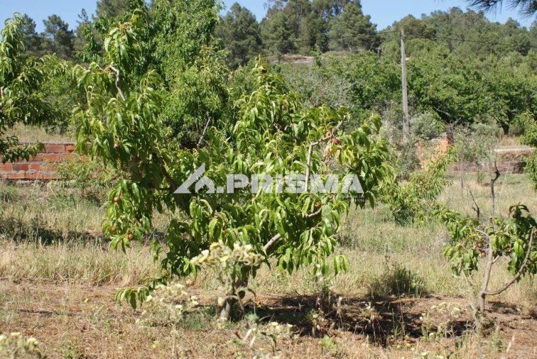Terreno para Venda em Pero Viseu Foto 7