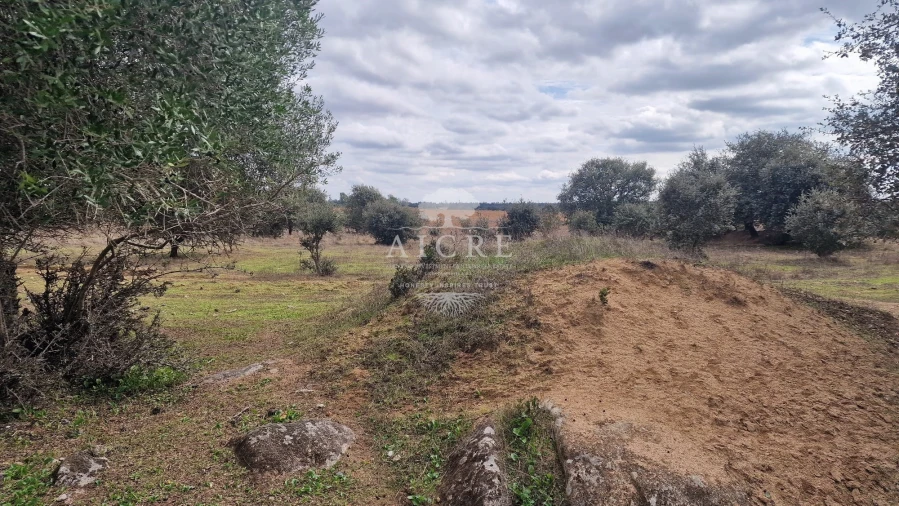 Terreno para Venda em Évora (São Mamede, Sé, São Pedro e Santo Antão) Foto 3