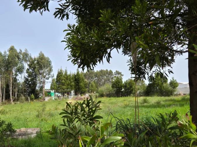 Terreno para Venda em Mindelo Foto 7