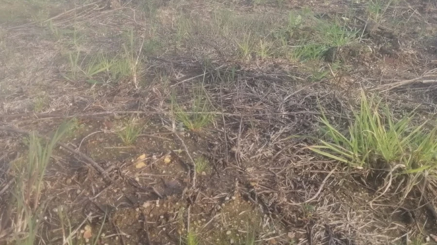 Terreno para Venda em Balazar