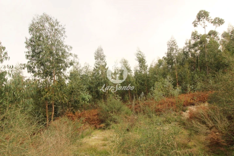 Terreno Agricola ou Rústico para Venda em São Gens Foto 16