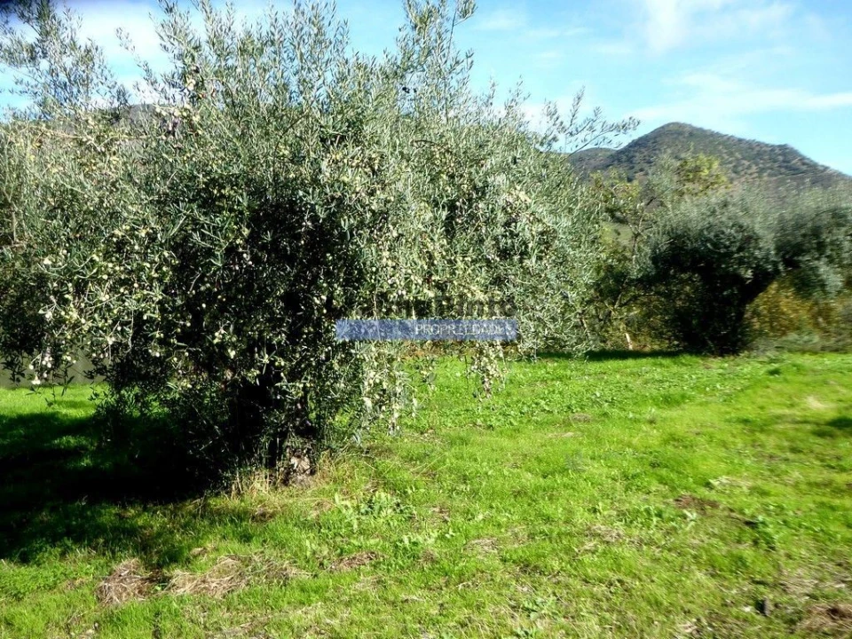 Terreno Agricola ou Rústico para Venda em Vila Nova de Foz Côa Foto 3