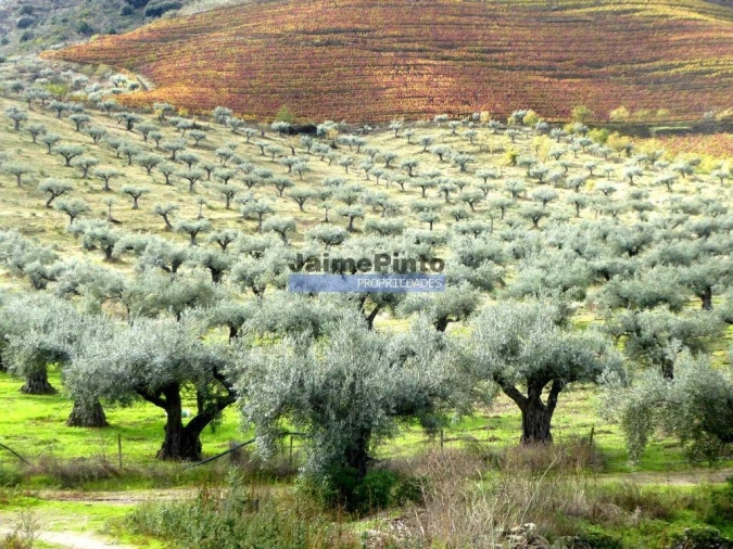 Terreno Agricola ou Rústico para Venda em Vila Nova de Foz Côa Foto 1