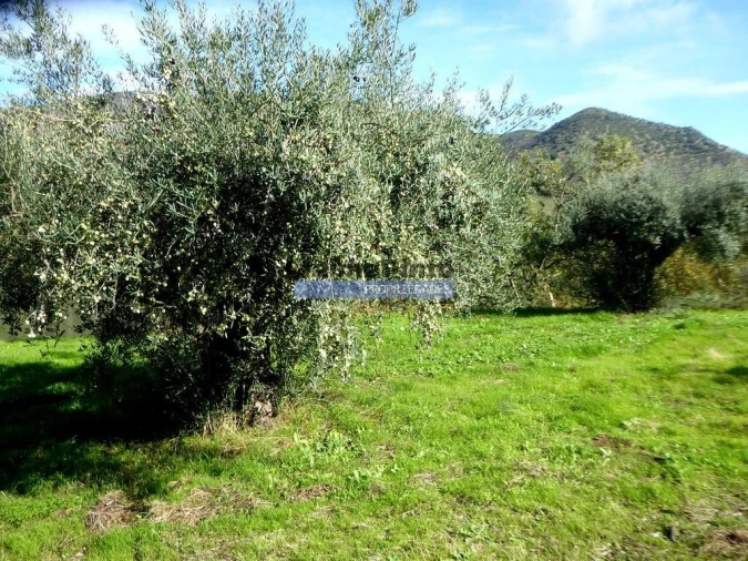 Terreno Agricola ou Rústico para Venda em Vila Nova de Foz Côa Foto 3