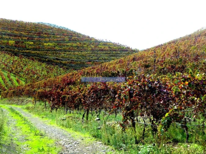 Terreno Agricola ou Rústico para Venda em Vila Nova de Foz Côa Foto 8