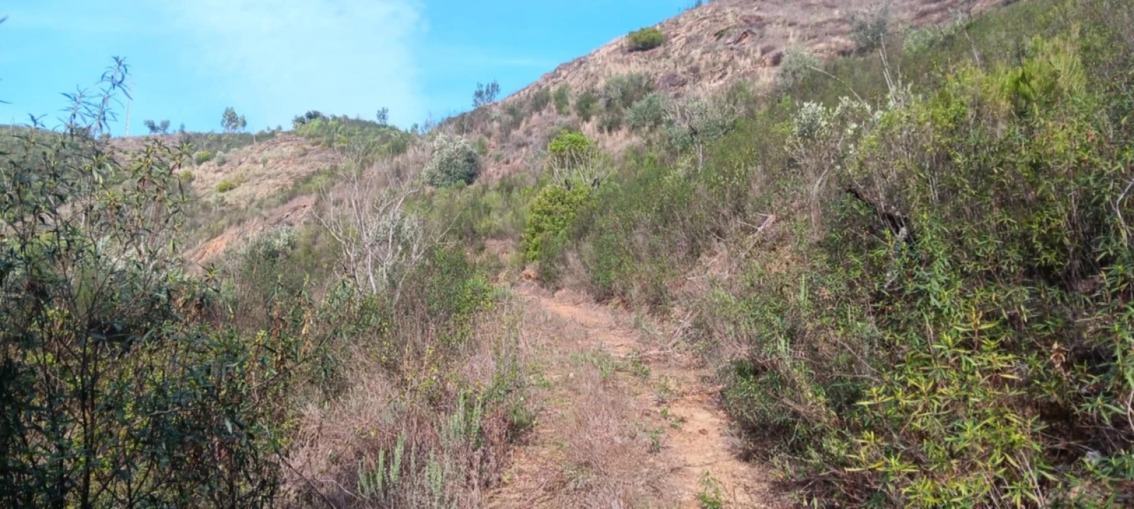Terreno Agricola ou Rústico para Venda em Ortiga Foto 7