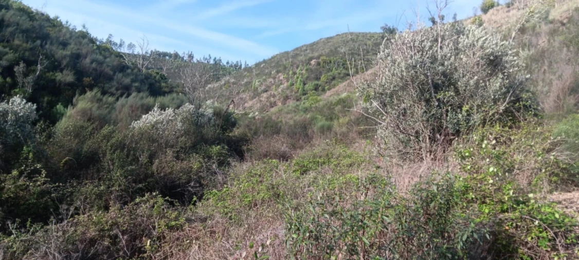 Terreno Agricola ou Rústico para Venda em Ortiga Foto 10
