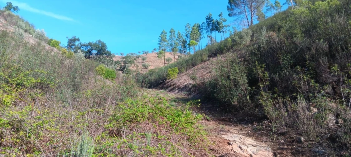 Terreno Agricola ou Rústico para Venda em Ortiga Foto 12