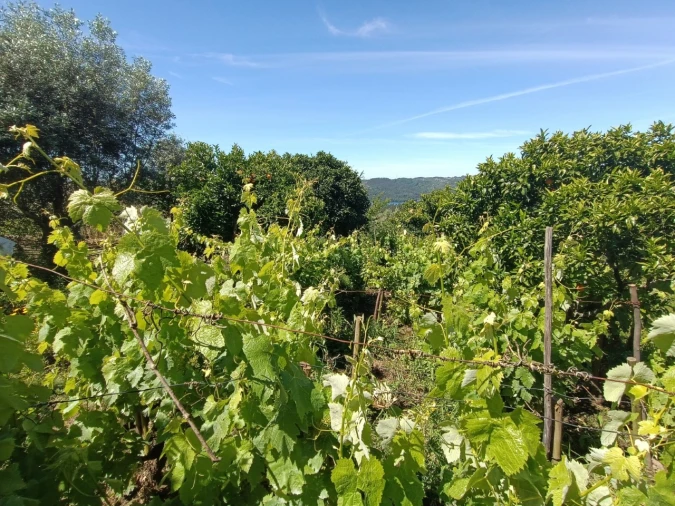 Moradia T3 para Venda em Fontes Foto 12