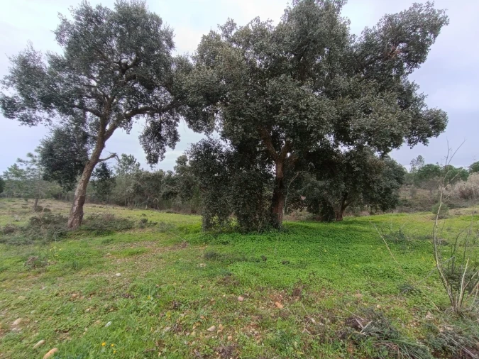 Quinta para Venda em Bemposta Foto 3