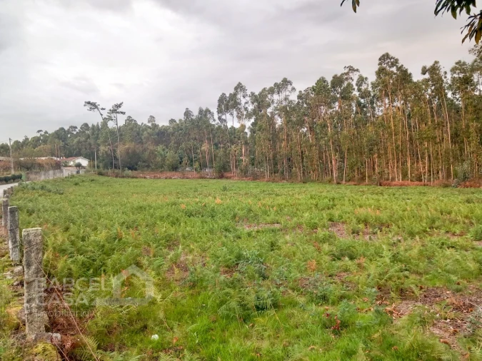 Terreno para Venda em Alheira e Igreja Nova Foto 5