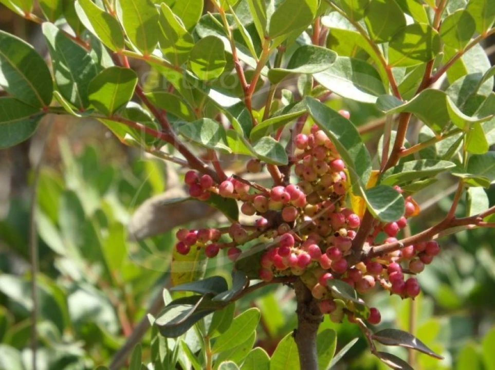 Quinta para Venda em Bordeira Foto 20