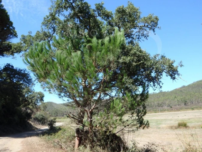 Quinta para Venda em Bordeira Foto 7