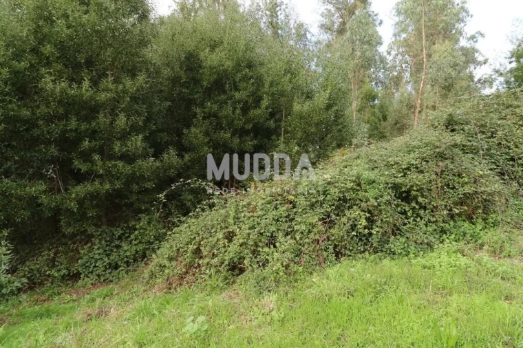 Terreno para Venda em Caldas de São Jorge e Pigeiros Foto 5