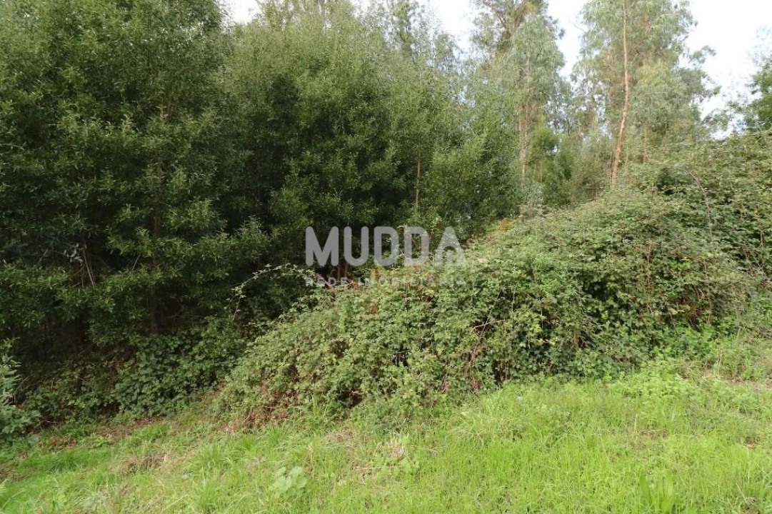 Terreno para Venda em Caldas de São Jorge e Pigeiros Foto 5