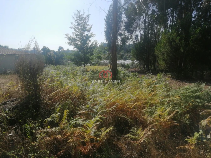 Terreno Agricola ou Rústico para Venda em Moimenta de Maceira Dão e Lobelhe do Mato Foto 4