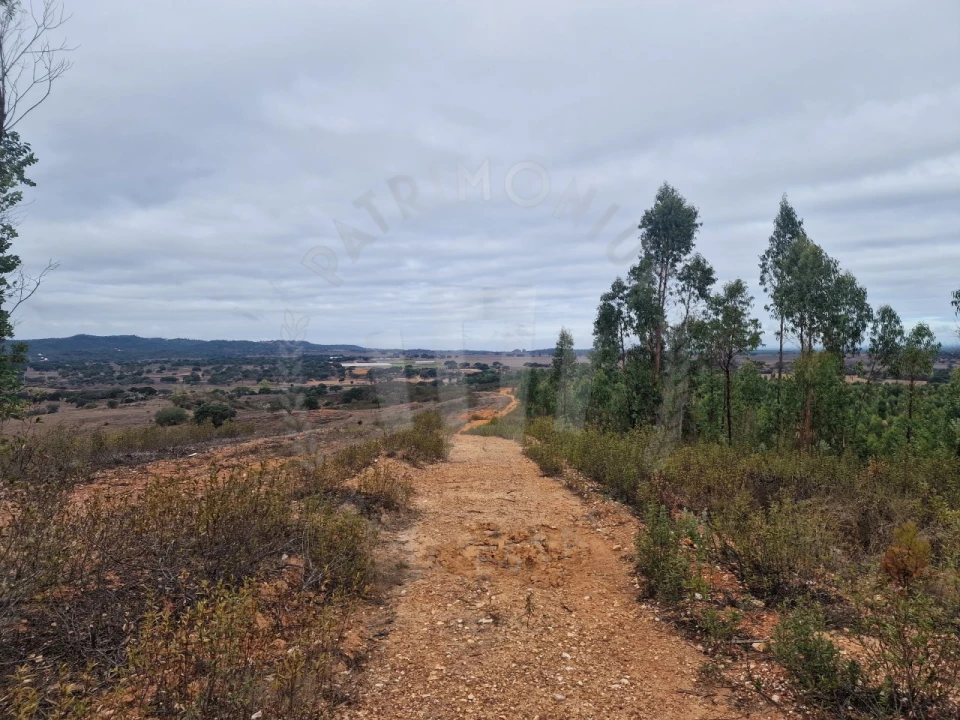 Terreno Agricola ou Rústico para Venda em Colos Foto 2