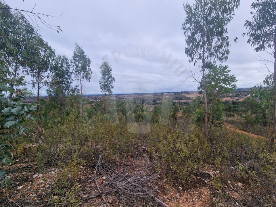Terreno Agricola ou Rústico para Venda em Colos Foto 6