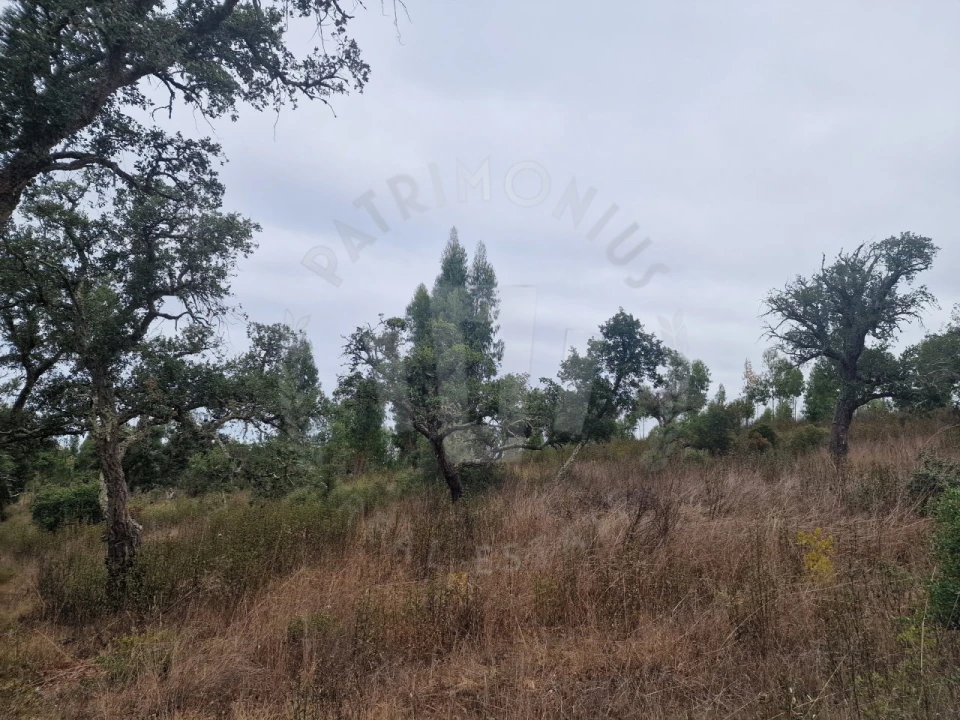 Terreno Agricola ou Rústico para Venda em Colos Foto 8