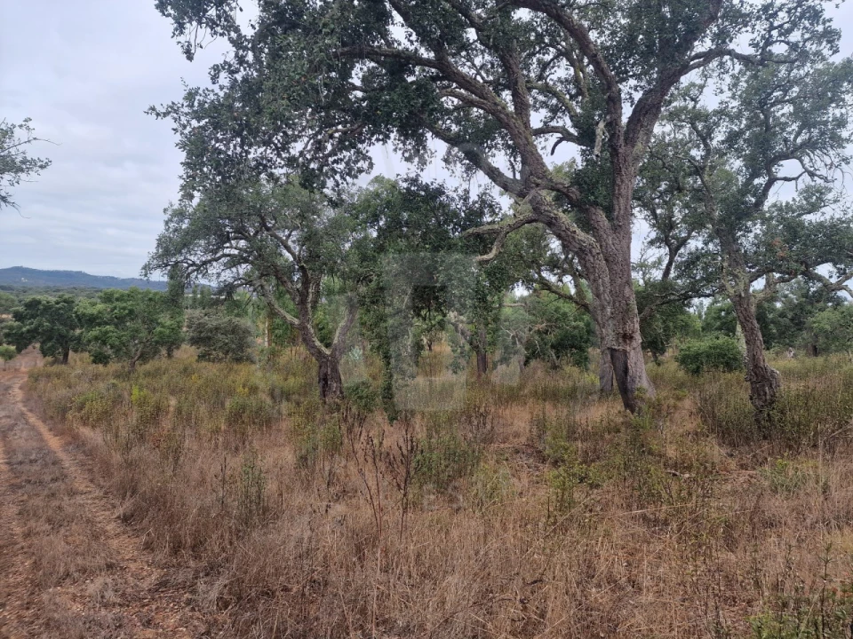 Terreno Agricola ou Rústico para Venda em Colos Foto 9