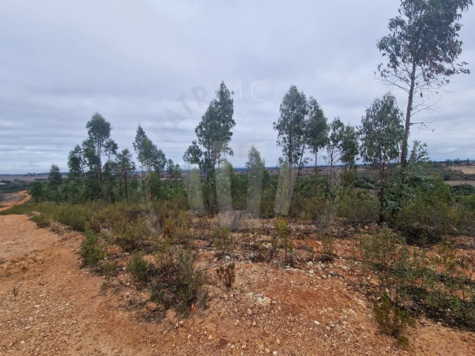 Terreno Agricola ou Rústico para Venda em Colos Foto 3