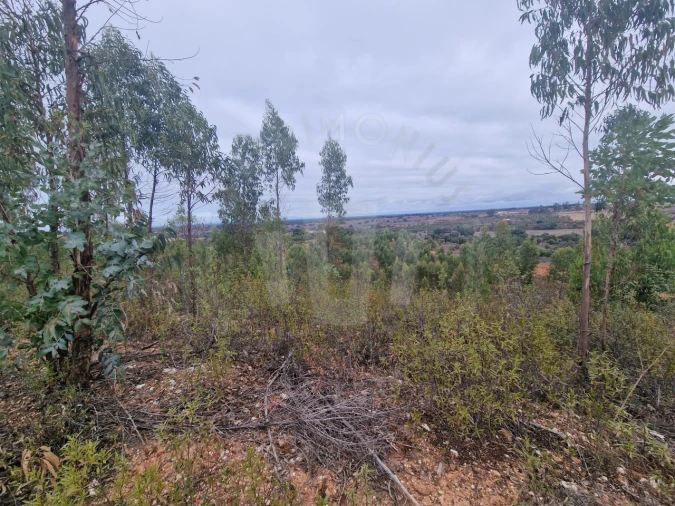 Terreno Agricola ou Rústico para Venda em Colos Foto 5