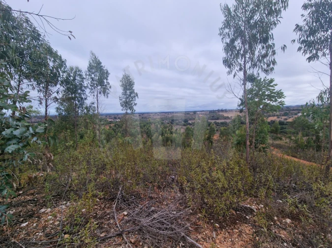 Terreno Agricola ou Rústico para Venda em Colos Foto 6