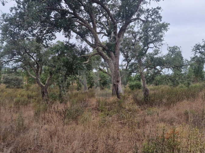 Terreno Agricola ou Rústico para Venda em Colos Foto 7
