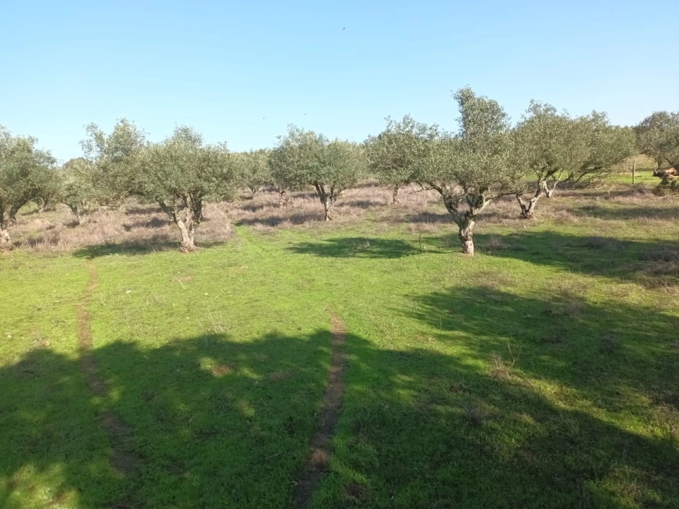 Terreno para Venda em Barbacena e Vila Fernando Foto 1