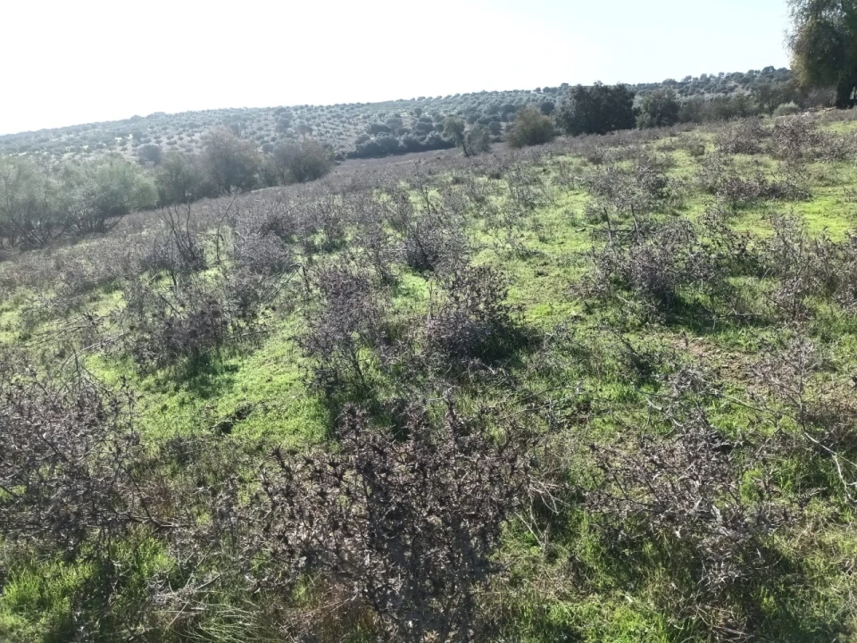 Terreno para Venda em Barbacena e Vila Fernando Foto 5