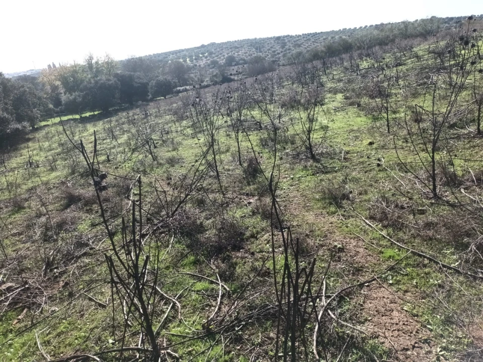 Terreno para Venda em Barbacena e Vila Fernando Foto 8